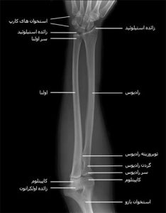 آناتومی ساعد