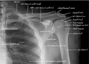 آناتومی شانه