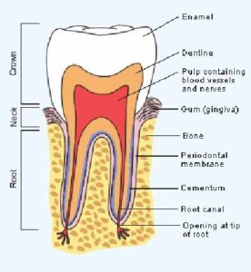 آناتومی دندان