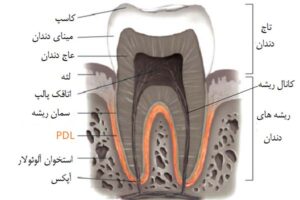 آناتومی دندان ـ آلوئولار